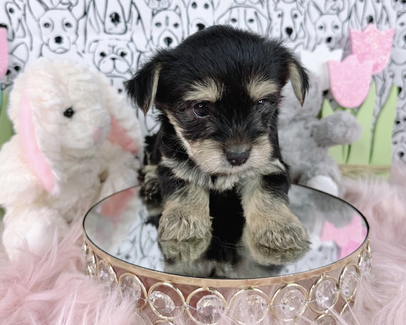 Hazel, a black and tan female Yorkshire Terrier puppy posing with pastel props
