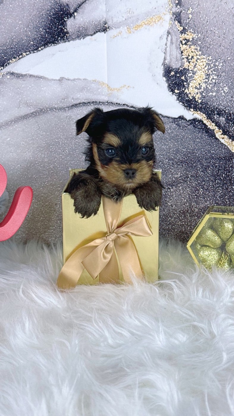 Kingsley, a black and tan male Yorkshire Terrier puppy posing in a gold gift box