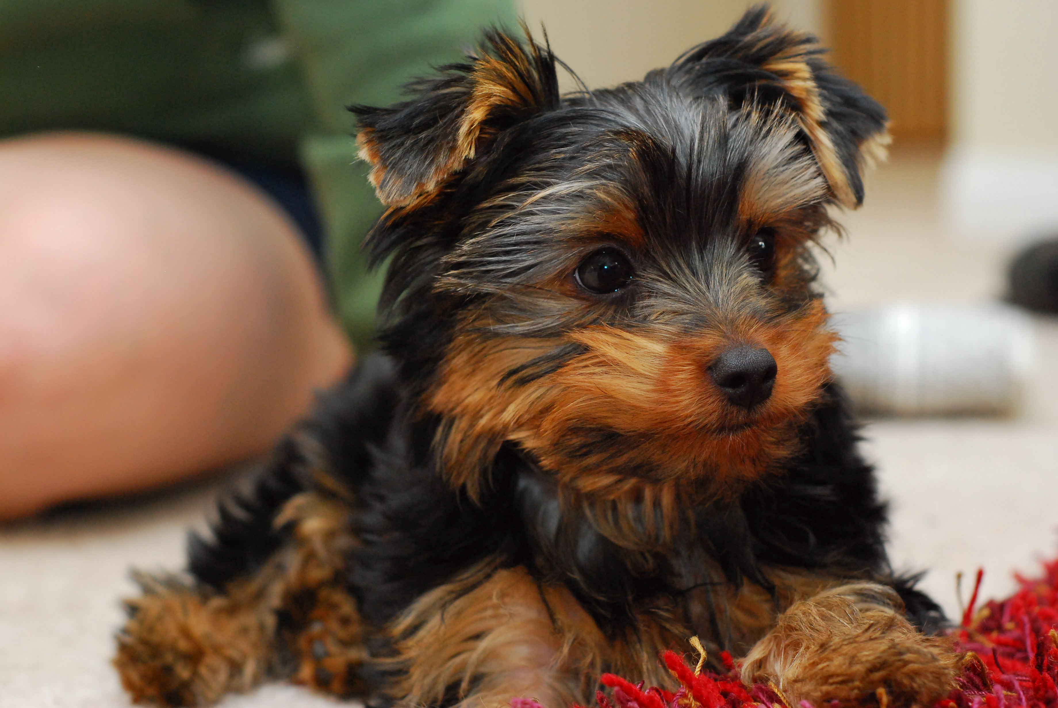 Yorkshire Terrier puppy with a silky black and tan coat